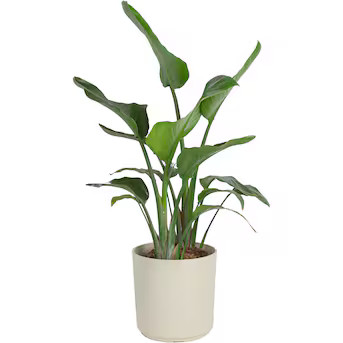 Costa Farms White Bird Of Paradise House Plant in 10-in Pot Lowes.com | Lowe's