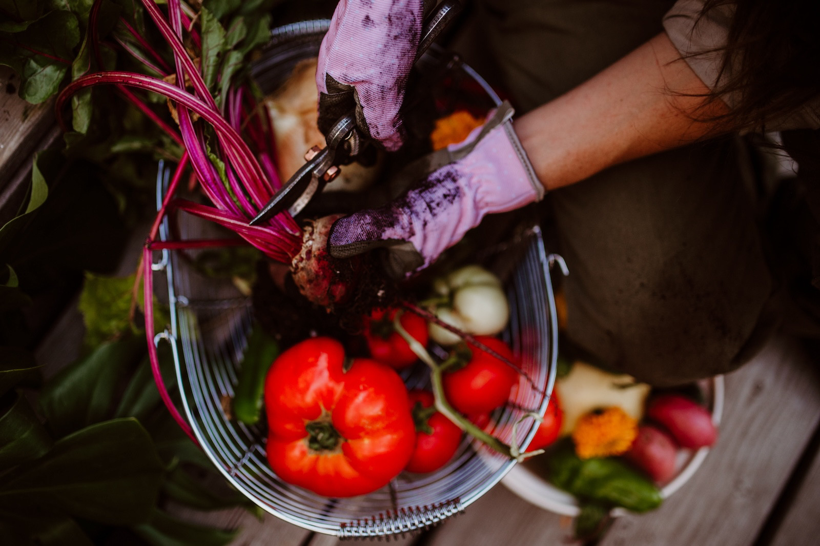 My garden is un-beet-able.  

 #LTKHome