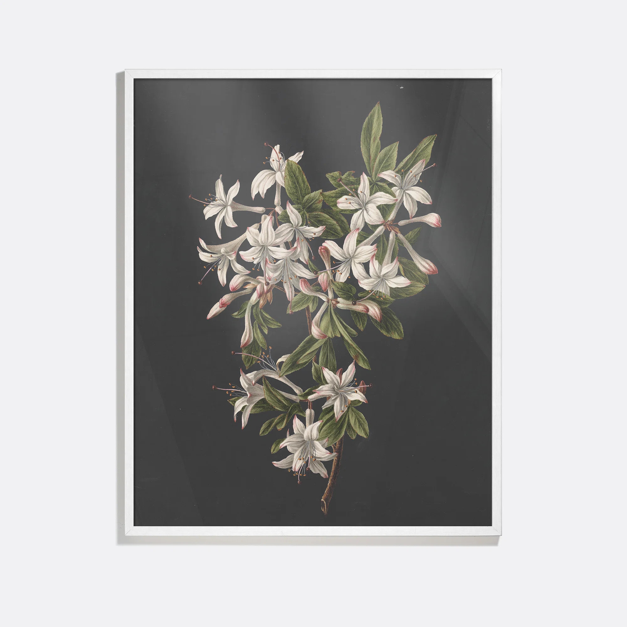 Flower Study II Print by M. De Gijselaar | Perigold