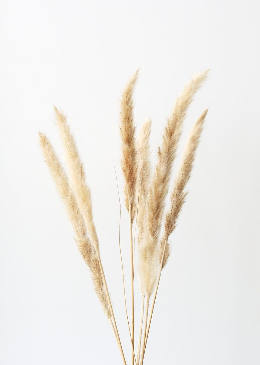 Bundle of 6 Smooth Tan Pampas Grass - 25-30 | Afloral (US)