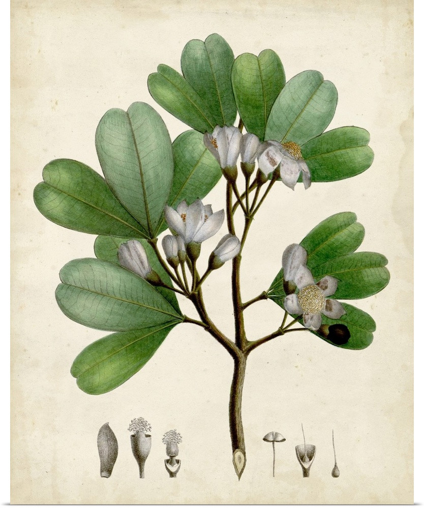 Verdant Foliage III Wall Art | Great Big Canvas - Dynamic