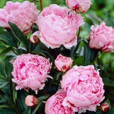 Van Zyverden Set of 5 Peonies Sarah Bernhardt Roots | Target