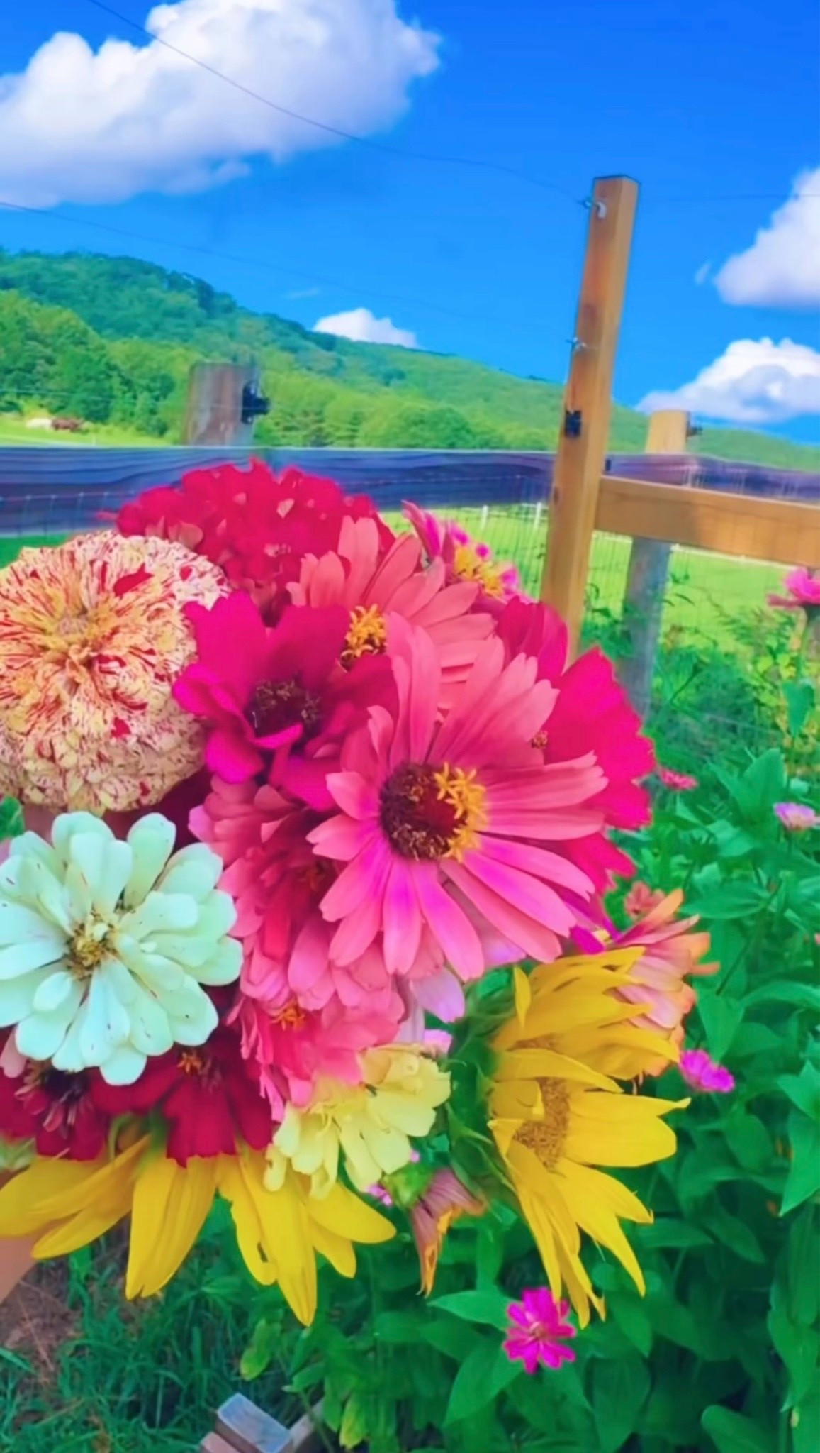 f a r m   f r e s h   f l o w e r s   from out here on the mabry farm 💐🫙👩‍🌾🦋🌻🌸🌳🌼🌾🪻 #themabryfarm #homegrownflowers #farmfreshflowers #flowergarden #countrygardenofmydreams