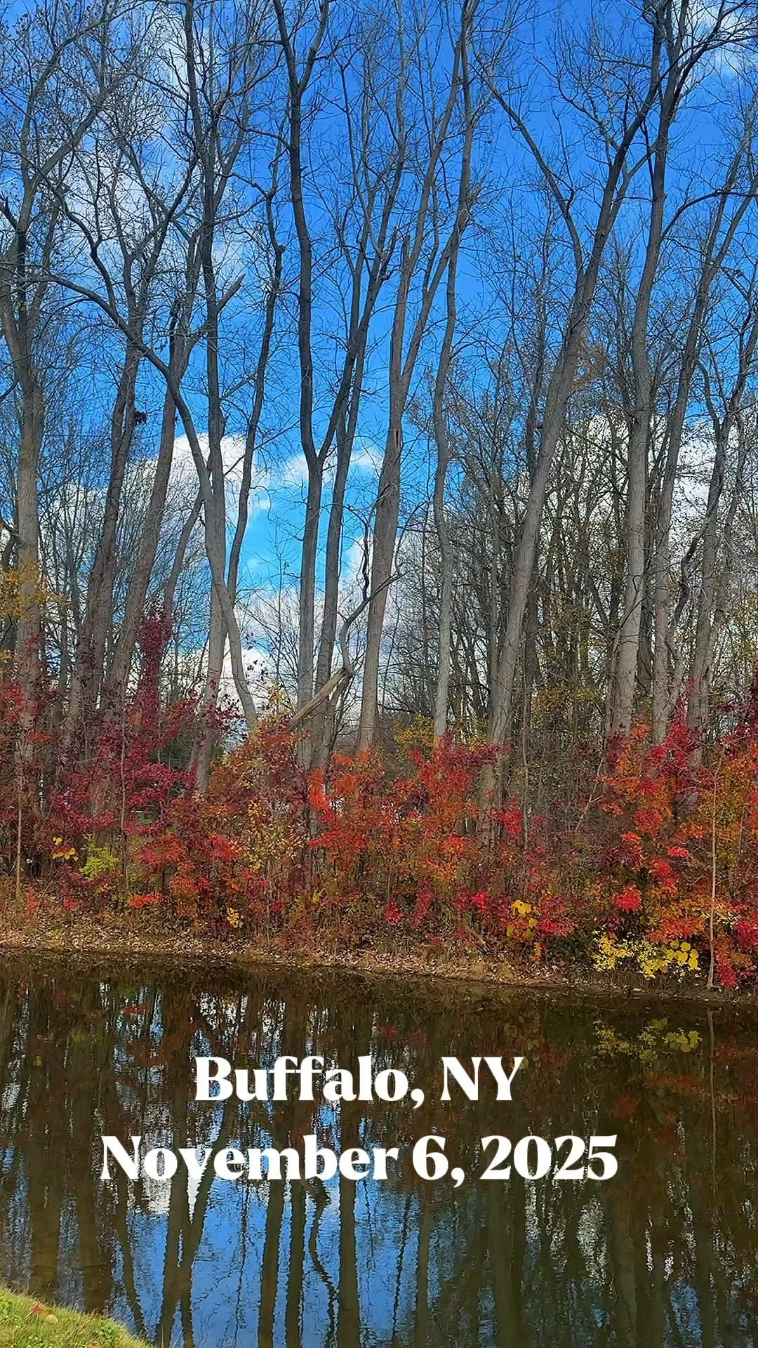 Buffalo in November!