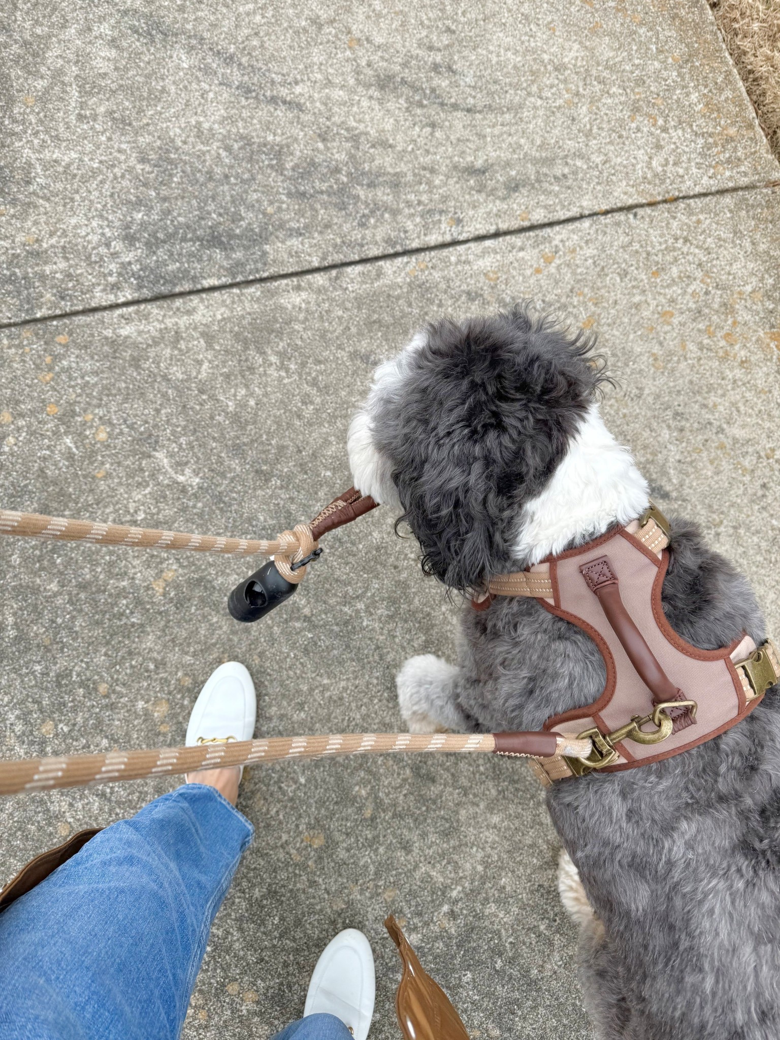 Handsome harness for a handsome guy! 🐶 

#LTKActive #LTKdayinmylife #LTKmomlife