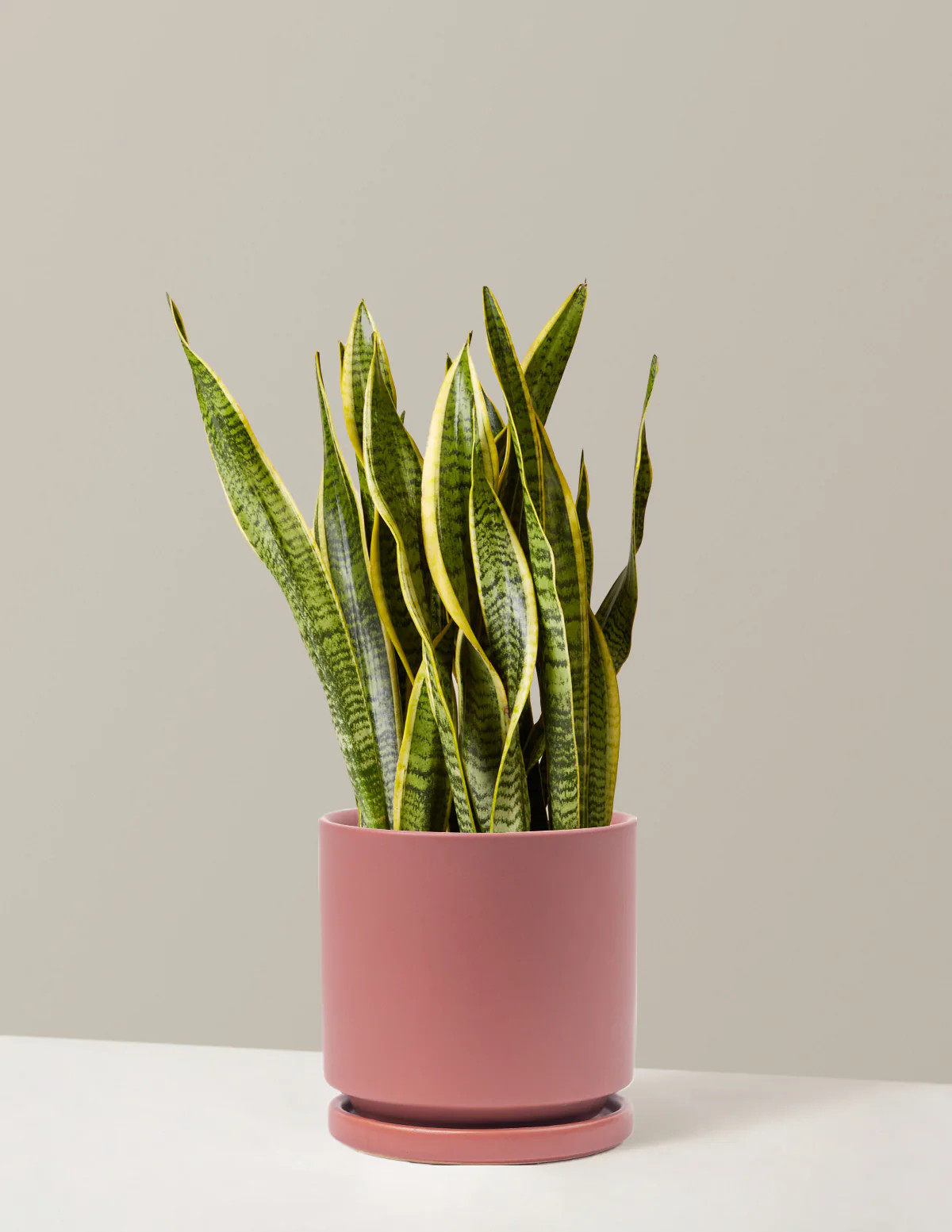 Snake Plant Laurentii | The Sill
