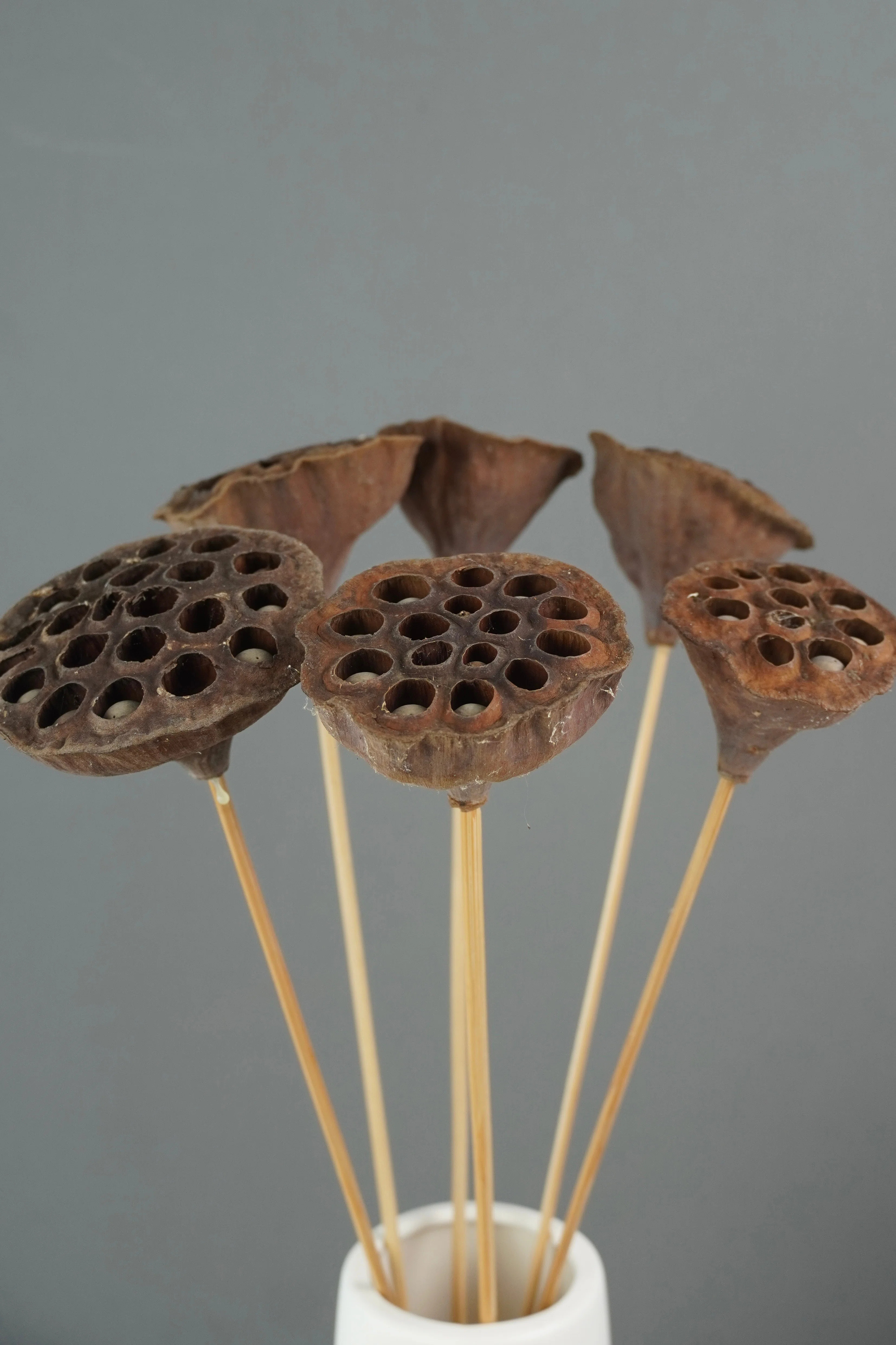 Primrue Lotus Pods Centerpiece | Wayfair | Wayfair North America