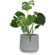 Fox & Fern Flower Pot, 10 Inch Plant Pots Indoor, Indoor Planters for Indoor Plants, 10 Inch Pots... | Amazon (US)