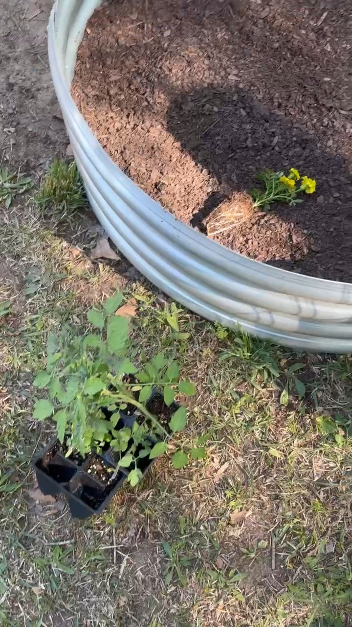 Let’s plant a vegetable garden together! My mom & my husband helped me put this all together & I’m excited to see it grow! This is the first year I will have a garden bed at our new home. This year I planted 3 types of tomatoes, zucchini, banana peppers, jalapeño peppers, and lettuce. So we will watch to see how this progresses! 🍅🥒🥬🌶️
•
•
•


#LTKhome #LTKfindsunder50 #LTKSeasonal
