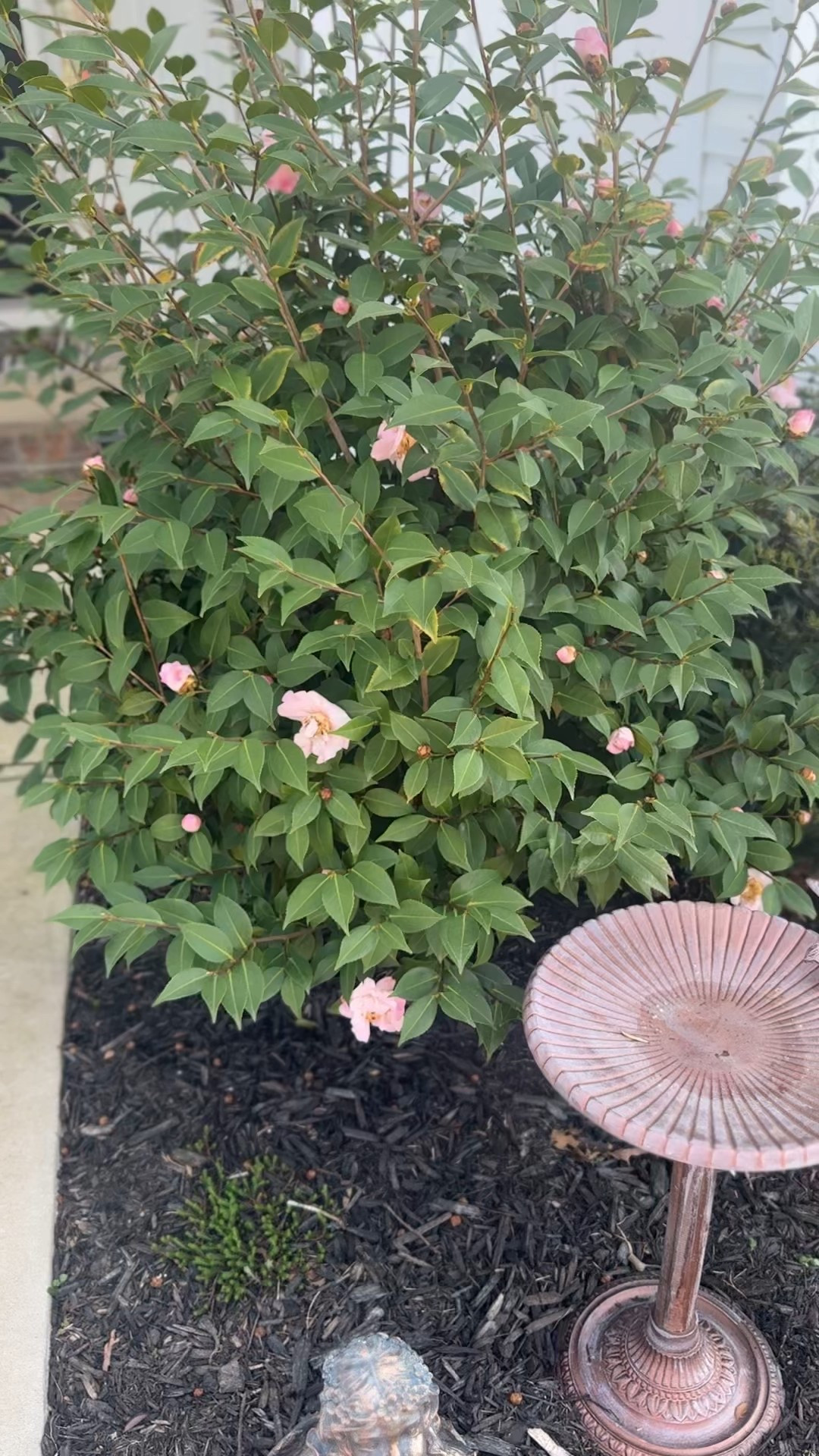 How beautiful are my flowers! Both the bird bath and fairy came from Marshall’s and home goods! Linked some similar 

#LTKFamily #LTKWatchNow #LTKHome