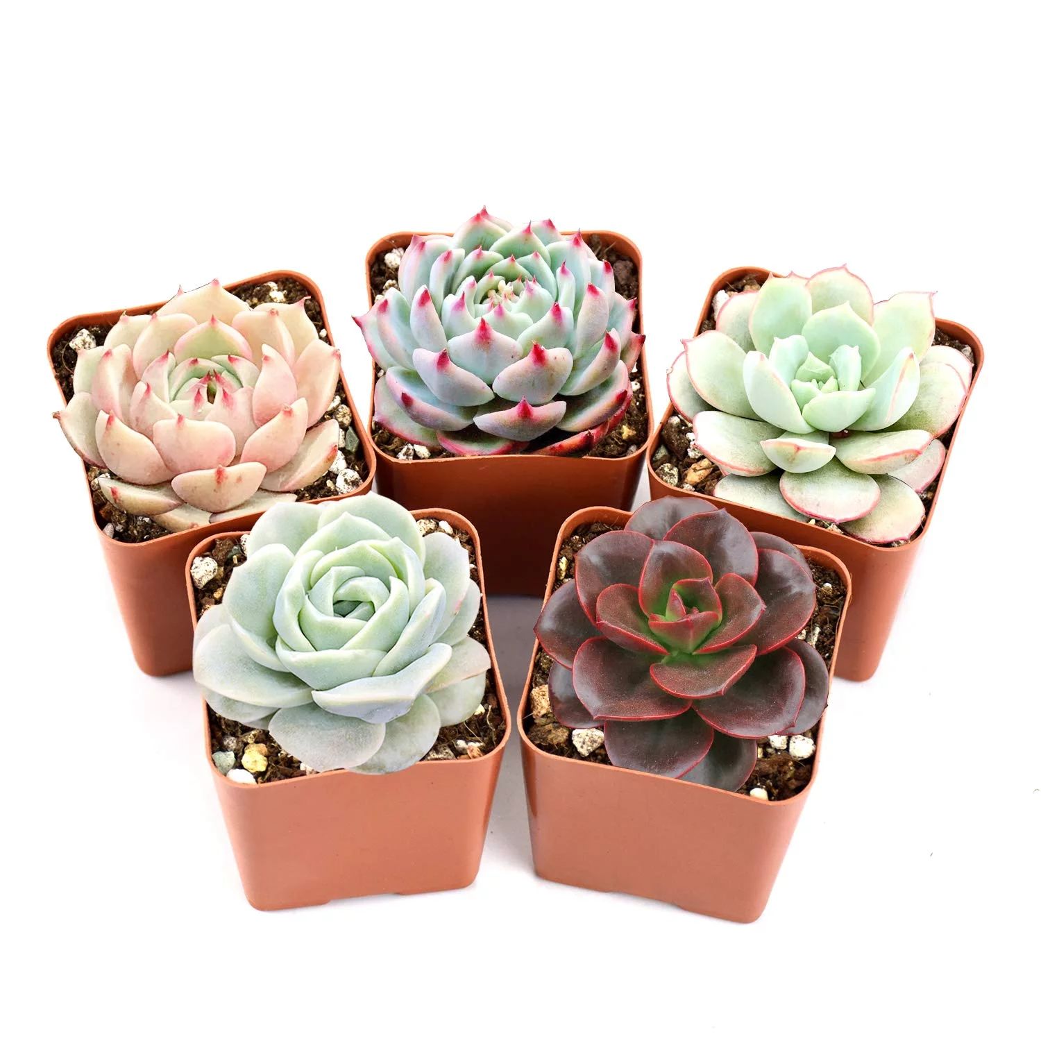 Live Succulent Plants, 5 Assorted Rare Succulents Rooted in 2" Planter | Walmart (US)