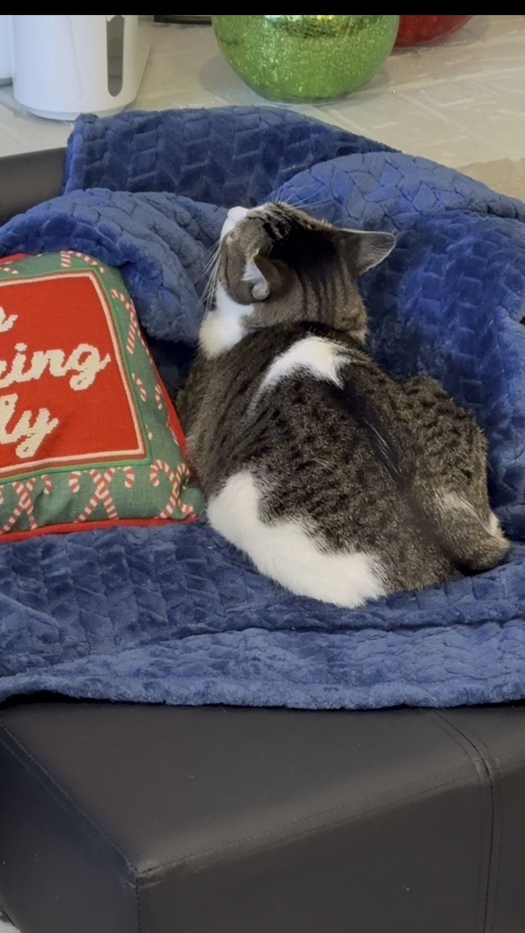 Your pets will get daily use and comfort on furniture and beds that fit their size. Great Christmas gifts for them  

#LTKHoliday #LTKHome #LTKWatchNow