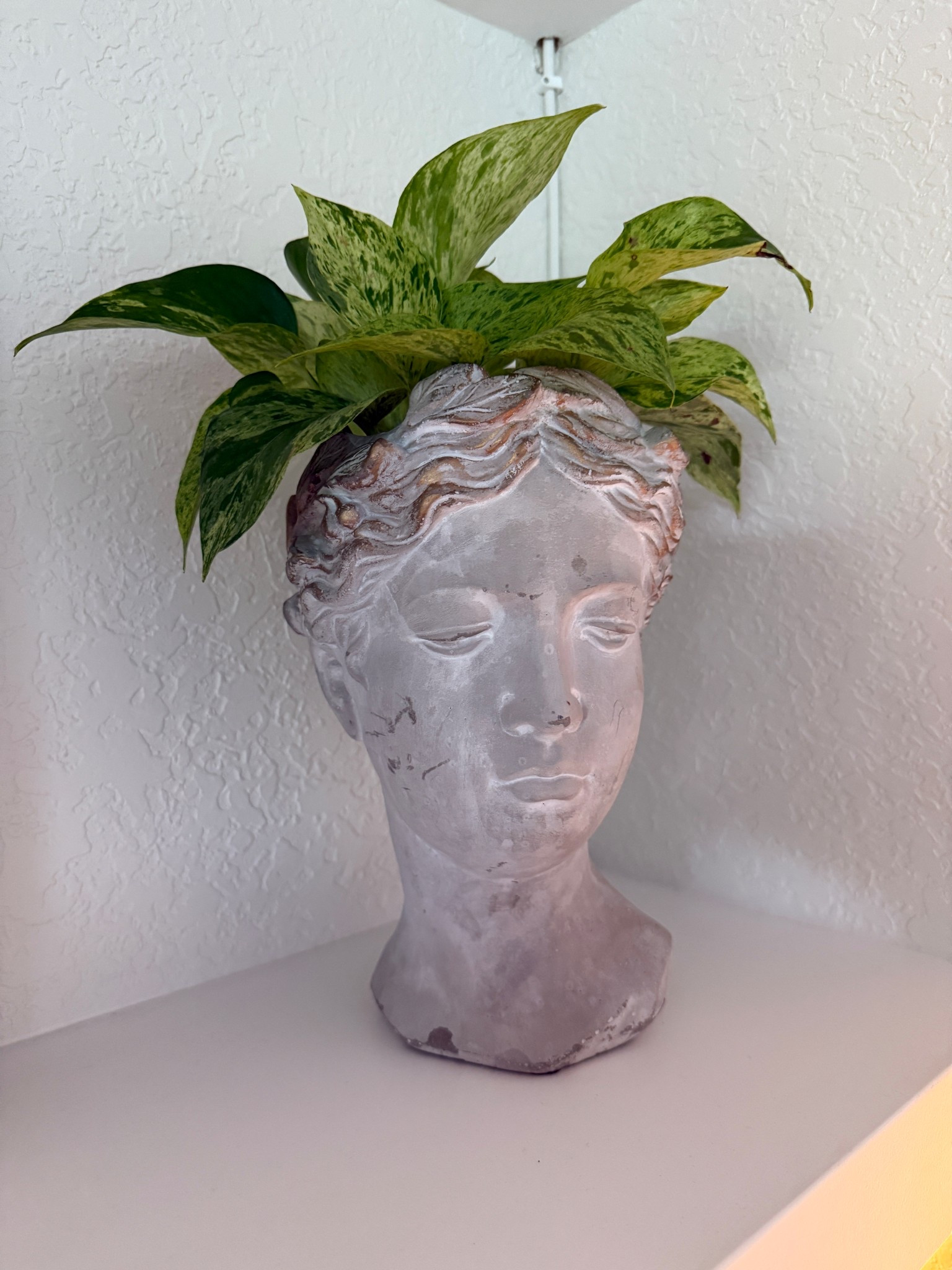 I love unique plant pots like this statue.  So good!! 

#LTKHome #LTKFindsUnder50 #LTKFindsUnder100