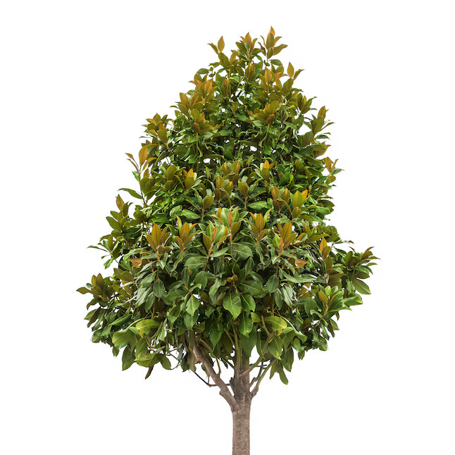 Southern Planters 7 -Gallon White Flowering Kay Parris Southern Magnolia In pot (with soil) | Lowe's