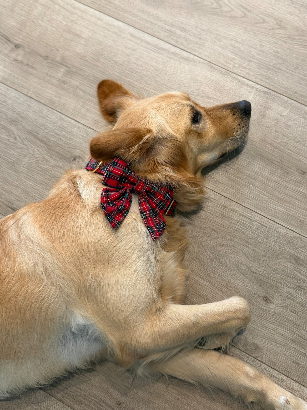 The cutest Christmas dog collar! This is the Scottish pattern, and Max is wearing a large. The bow is detachable and the collar has gold metal accents 👌

#LTKHoliday #LTKPets #LTKFindsUnder50