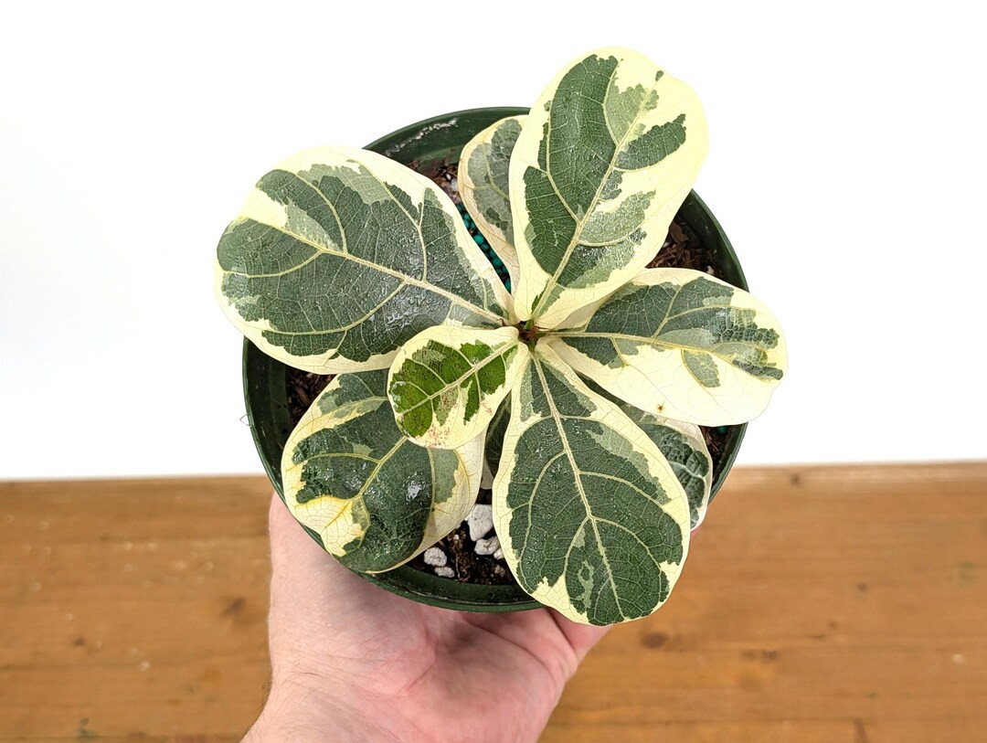 Variegated Fiddle Leaf Fig - Ficus Lyrata Variegated Rubber Tree in 3.5" Pot - Live Rare House Pl... | Etsy (US)