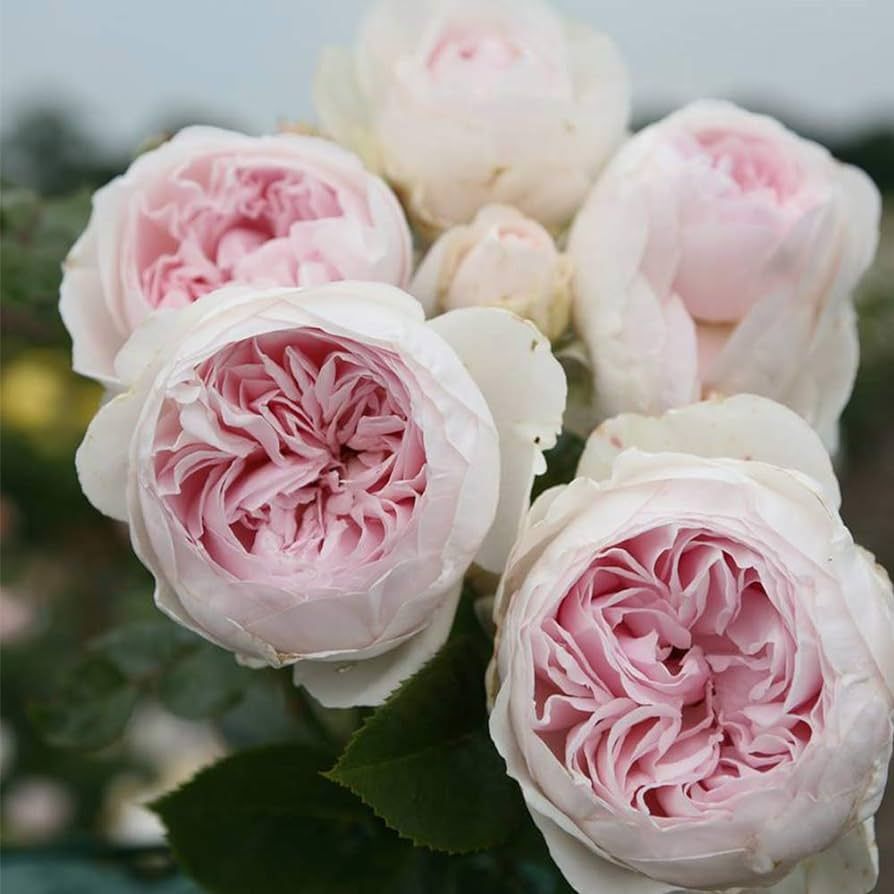 Heirloom Roses Earth Angel Rose Plant - Parfuma® Earth Angel Pink Floribunda Rose Bush, Cupped P... | Amazon (US)