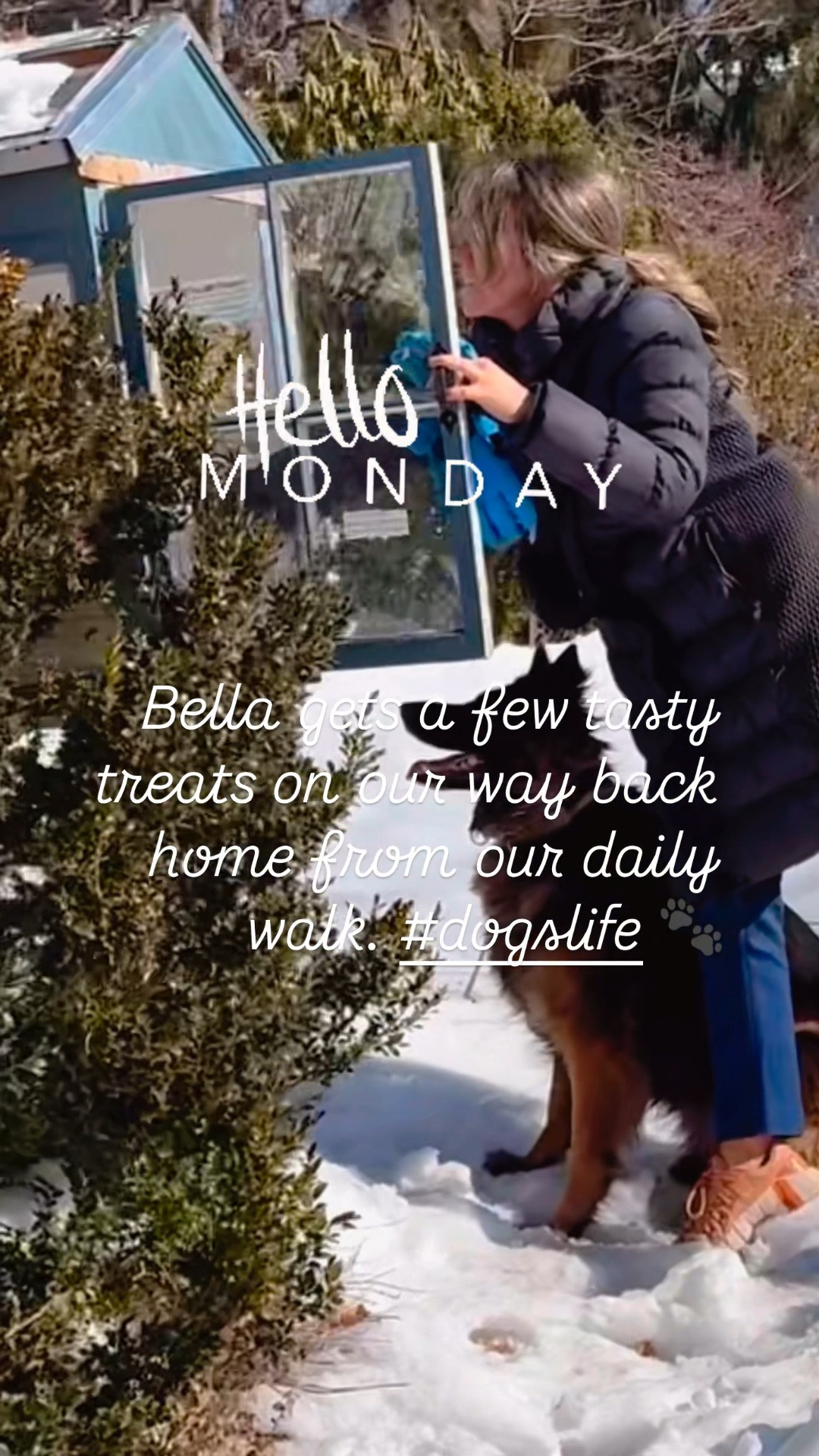 Bella gets a few tasty treats on our way back home from our daily walk. #dogslife 🐾

#LTKPetite #LTKWatchNow #LTKShoeCrush