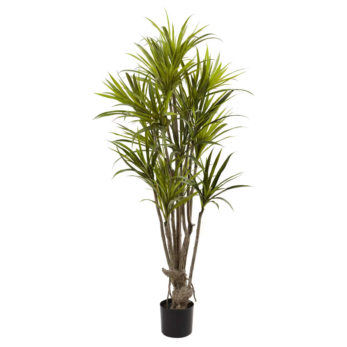 Dracaena Silk Tree - (5") | Target