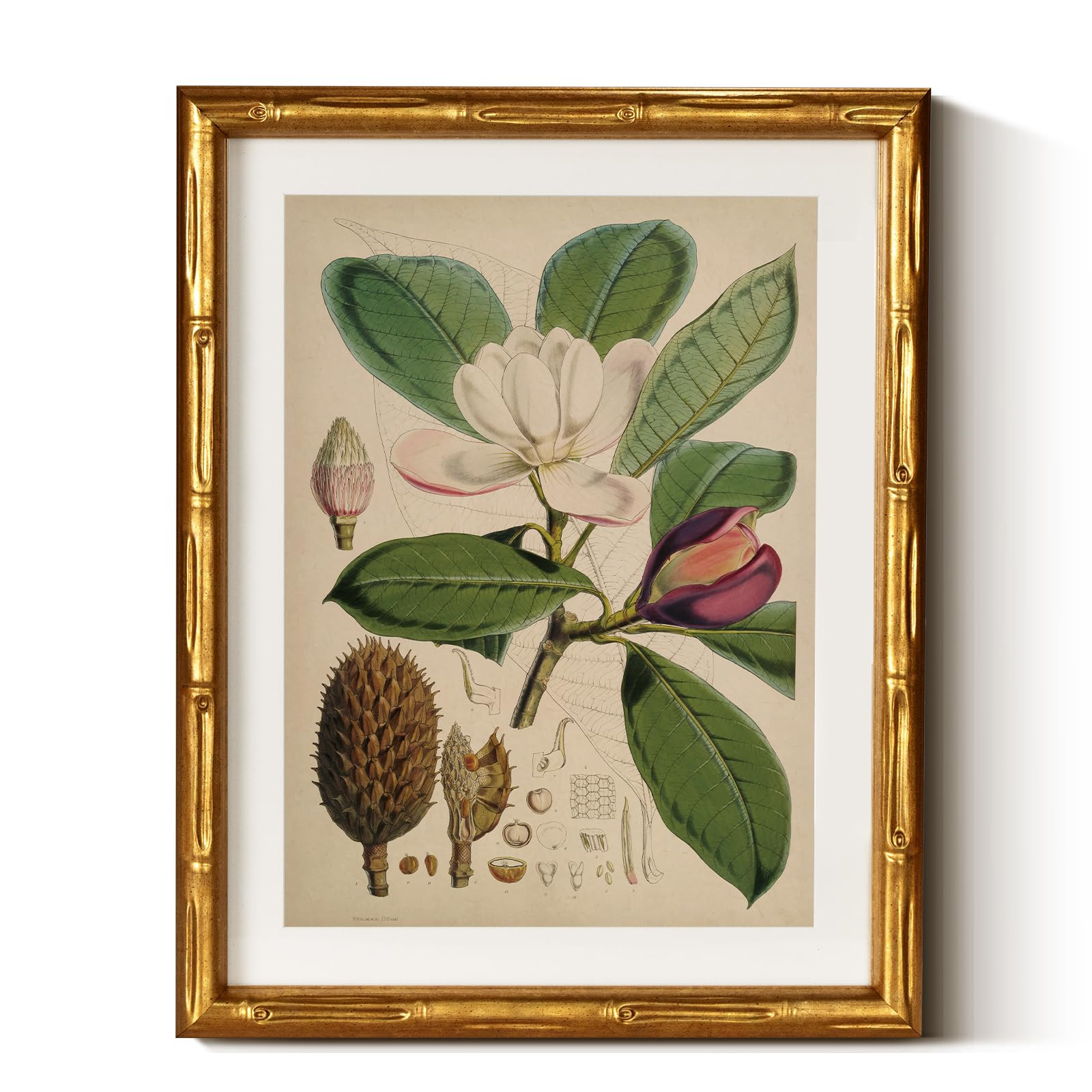 InSimSea Gold Bamboo Framed Canvas Wall Art, Retro Nature Magnolia Botanical Paintings, Antique V... | Amazon (US)