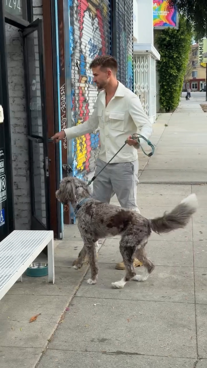 For the people who want a smart dog, a couple things to keep in mind. 🤍

Java is an aussiedoodle who’s never lacked brain power, but has made huge strides finding confidence in better connection with his humans.  Both Australian shepherds and Poodles are known for high intelligence and working ability, and so Java’s learning journey has been directed at building trust and motivation through clear communication, and supportive socialization experiences.  Now he thinks coffee dates are just delightful!