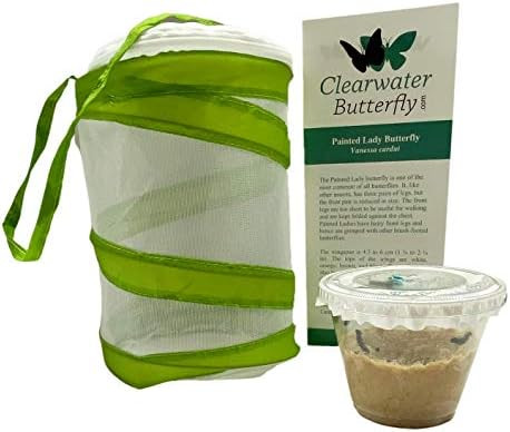 5 Live Caterpillars to Grow Painted Lady Butterflies Kit w/ Butterfly Cage - Ready to Ship Now | Amazon (US)