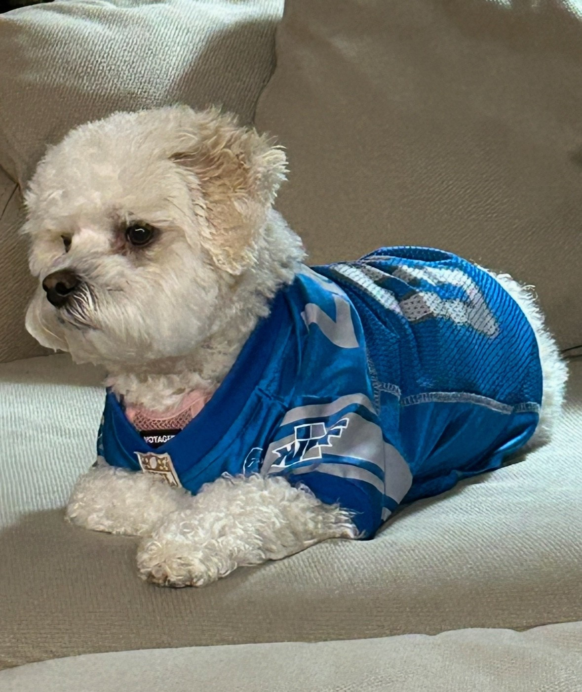 Miss Olive, cheering on her Detroit Lions!! 💪 🏈 

#LTKPets #LTKGiftGuide