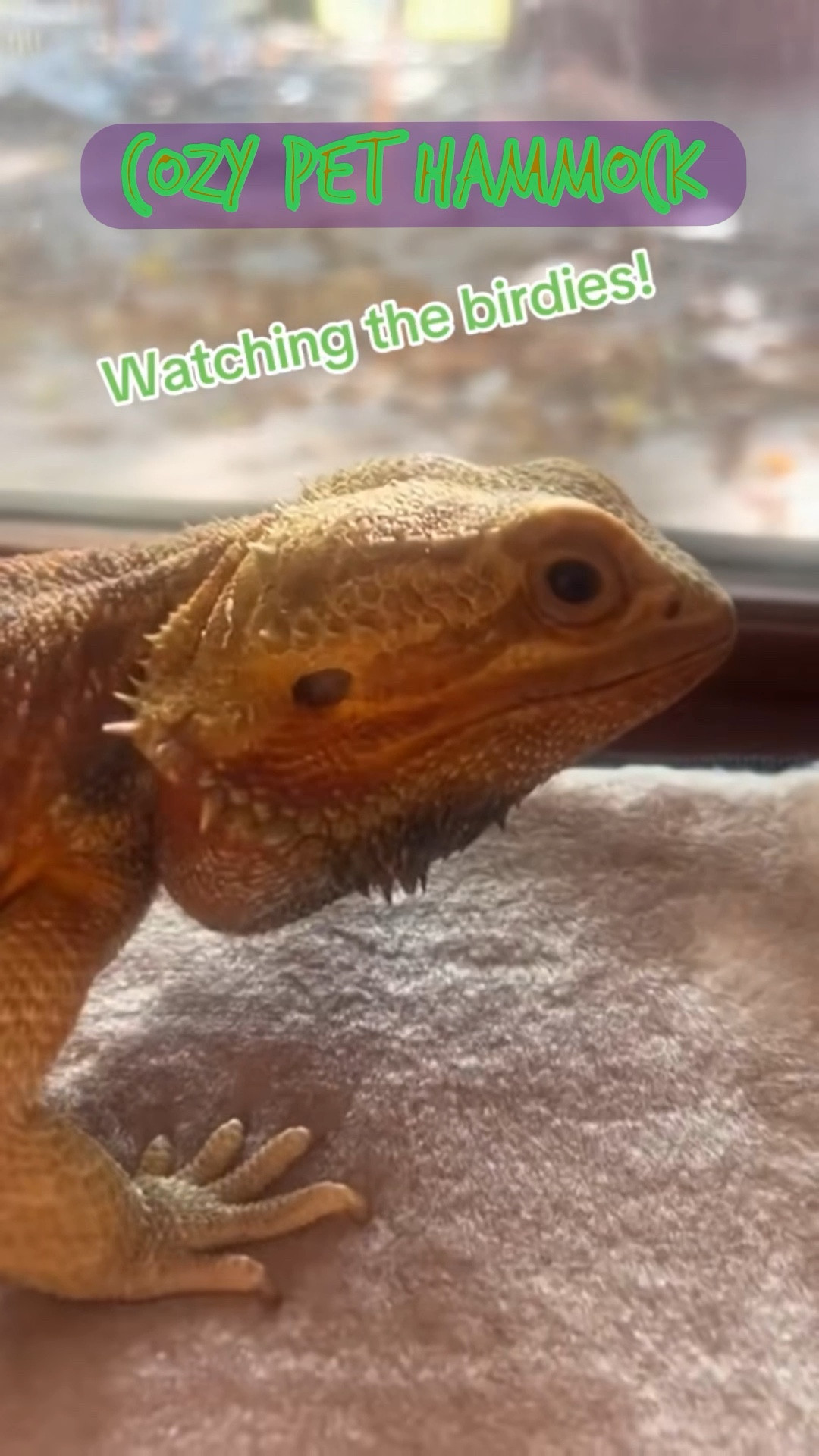 Hakuna loves this beautifully constructed window seat but it’s perfect for any small pet like a cat as well. It’s adjustable you can place it in any window and lock it in. It has a removable washable cover. It’s really sturdy and you definitely want this for window watching all year long.





#cats #pet #pets #catgift #reptiles #beardeddragons #beardies #windowseat #catperch #pethammock 

#LTKHome #LTKPets #LTKFamily