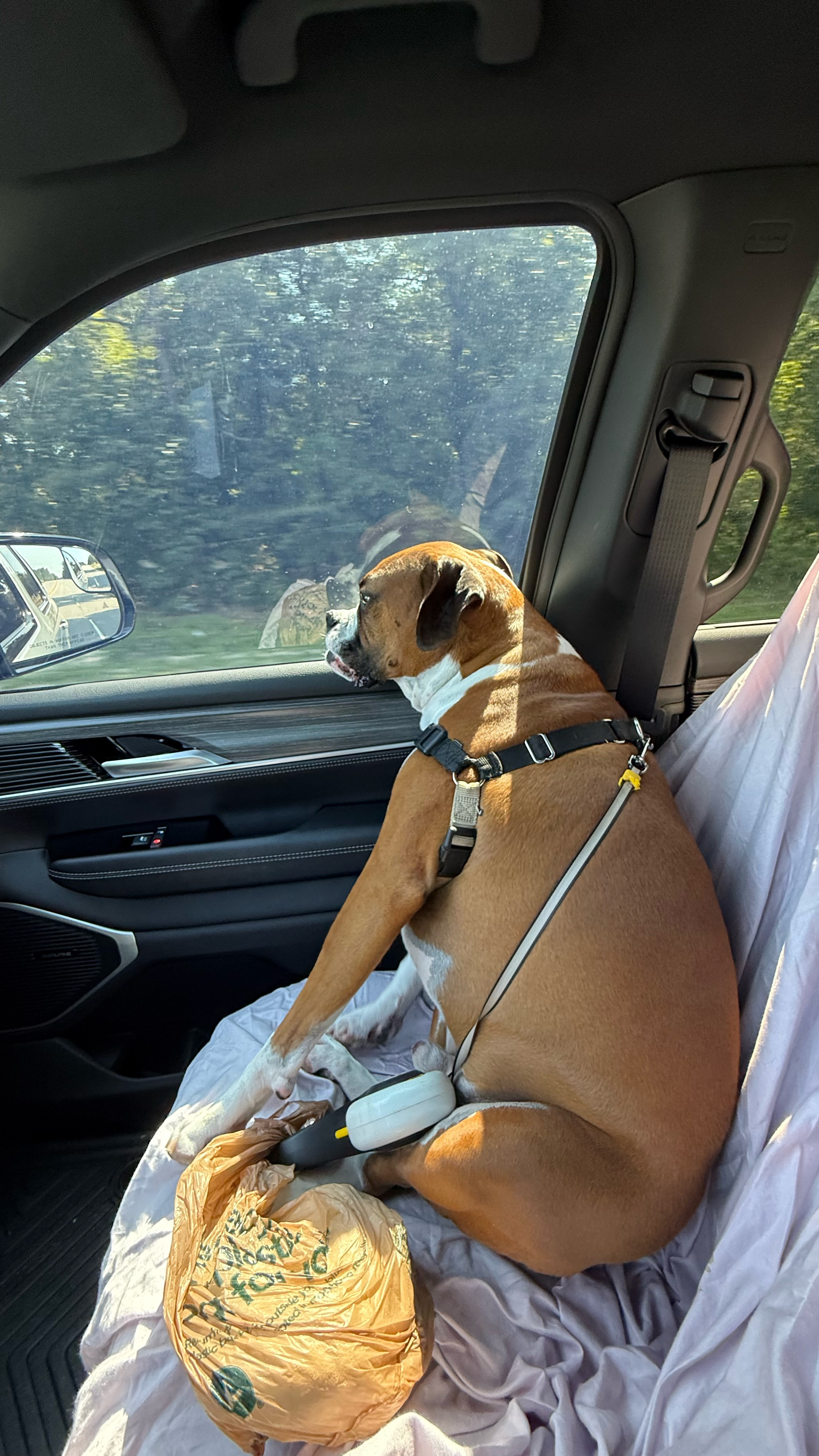 The things we do for our dogs🤣🤣 I have a new car with black leather interior and this was Bruno’s first time riding in my car. The sheet worked, but next time I need a towel on the seat so he can grip the seat better. 

#LTKFamily #LTKPets #LTKActive