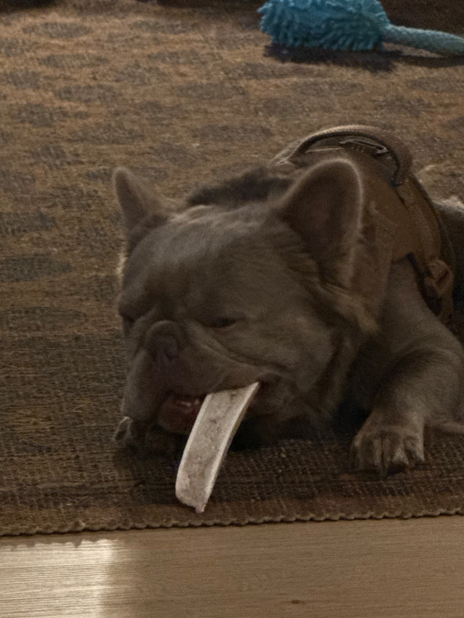 Something to take the edge off. #dogtreats #chewtoys #frenchie #frenchietoys 