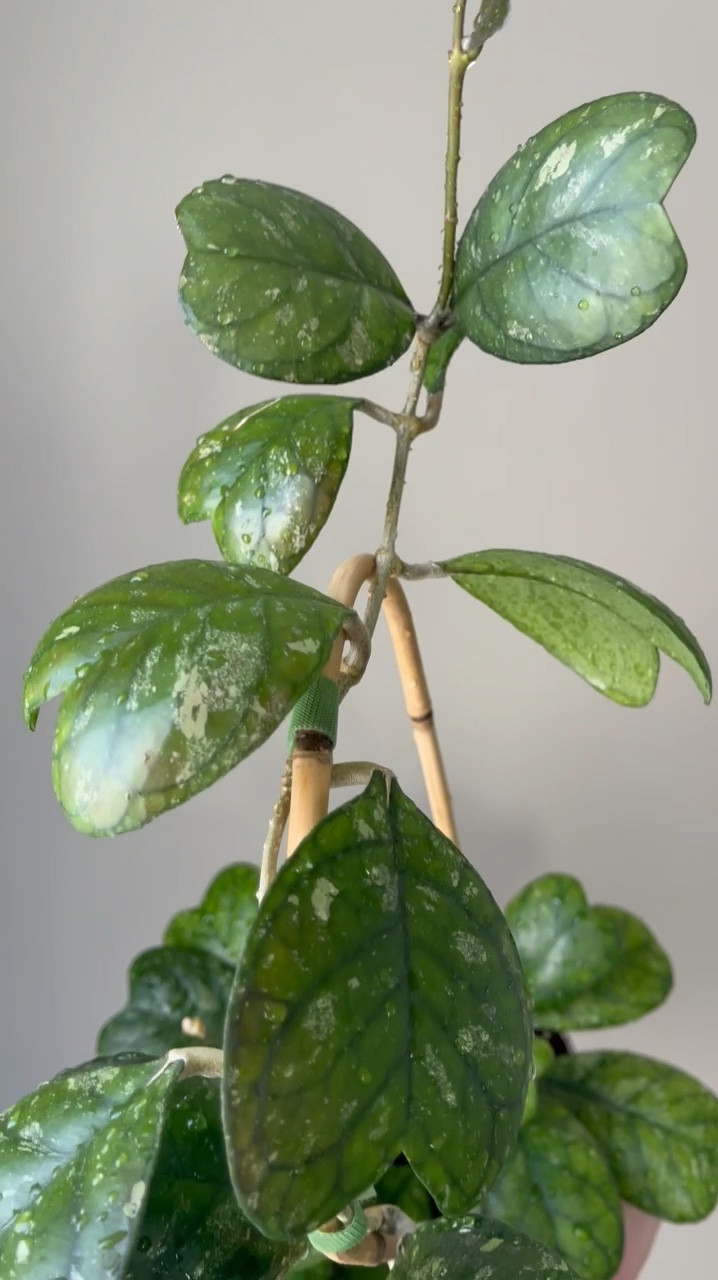 #hoyadeykeae has a bad reputation, but is hasn’t been too difficult for me. Albeit a slow grower, and one that likes to let its new vine die off, it’s not bad. Providing plenty of light and some nutrients is key. 

Liz’s personal experience only…every environment is different:
🪴Name: Hoya deykeae 
🪴Light: 16 hrs/day under grow lights 
🪴Water: when dry
🪴Avg Temp last 30 days: 71.7F
🪴Relative Humidity last 30 days: 54%
🪴Fussy: a bit
🪴Rate of growth: medium slow
🪴Rareness: in my recent poll in stories, 27% of people reported having this one. 
🪴Growing Medium: coco husks
🪴Fertilizer frequency: I use a nutrient diverse fertilizer that is perfect for Hoyas about every other watering while I’m seeing active growth. The fertilizer I use, contains macro & micronutrients, it’s the best I’ve found!
🪴Time In My Care: 2 years
🌸Age until 1st bloom: none yet 
🪴Would Liz recommend this one: yes but it’s better for an advanced grower

#plants #planter #pots #gardening

#LTKHome #LTKSaleAlert