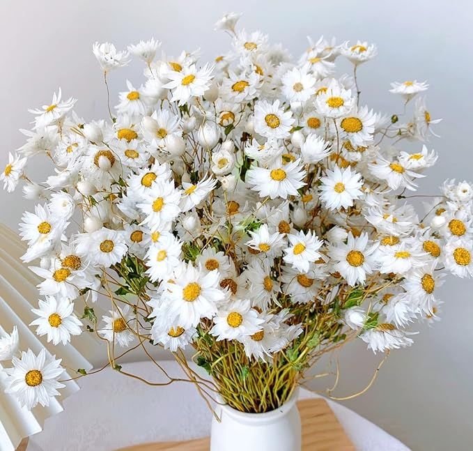 Dried Daisy White Flowers,250+ Real Chrysanthemum Rhodanthe Daisies Flower Head Length 17'' Gerbe... | Amazon (US)