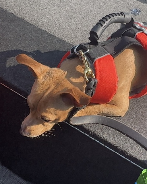 Dog life jackets that we love & use 🐾🚤⚓️ always opt for a bright neon color for safety! Even for us humans 🫶🏼

#LTKFindsUnder50 #LTKSeasonal #LTKFamily