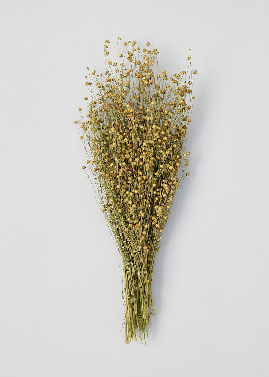 Natural Flax Grain | Shop Dried Flowers & Grasses at Afloral.com | Afloral