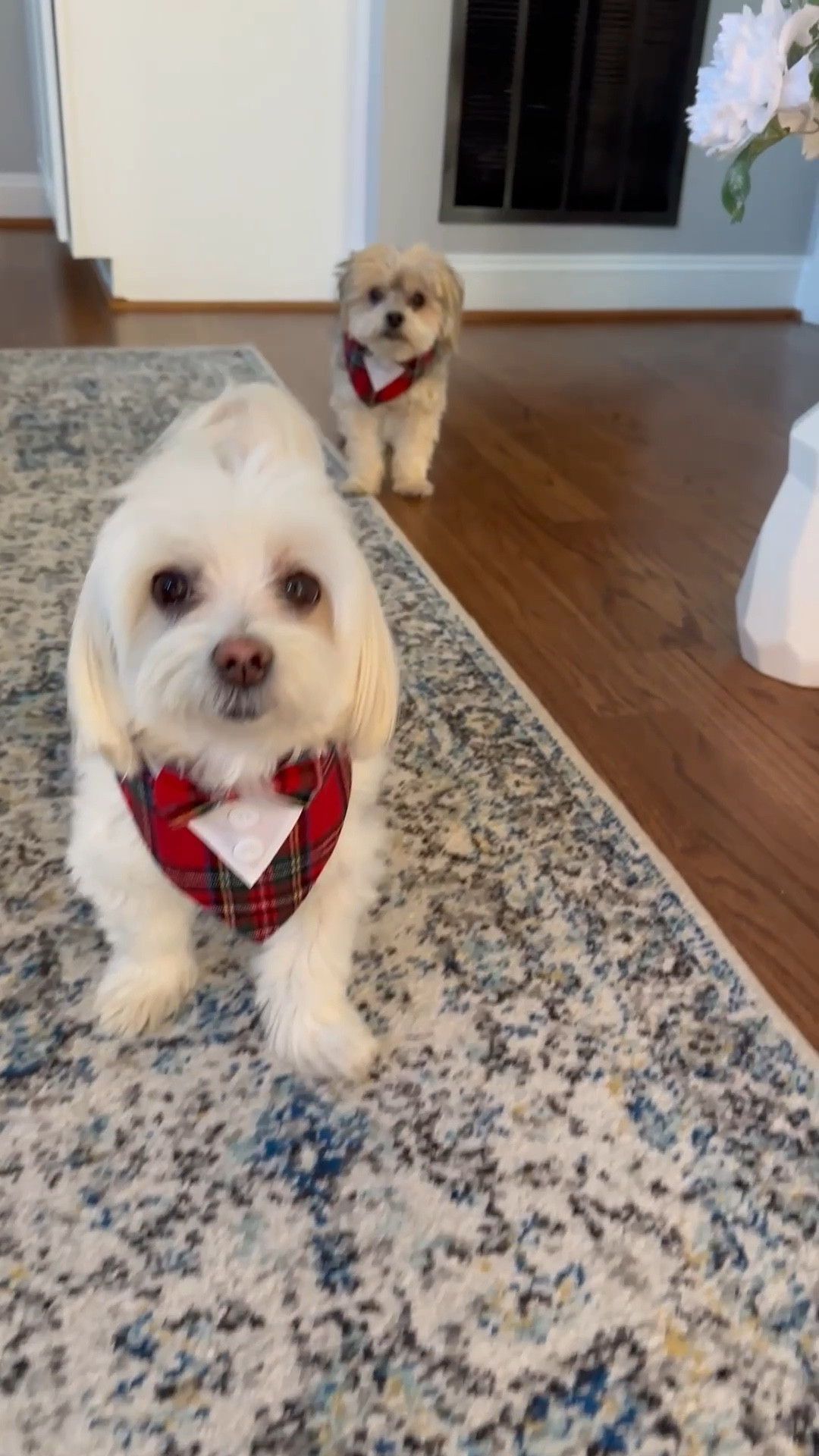 their new Christmas collars came in so of course we had to try them on ❤️💚

My Maltese took a small and my Morkie is in the xsmall 

#LTKPets #LTKSeasonal
