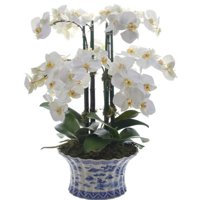 Phalaenopsis Orchid In Pot | Perigold