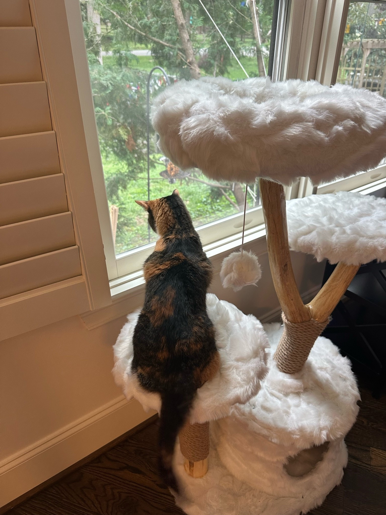 Amazon find
Cats

#LTKHome