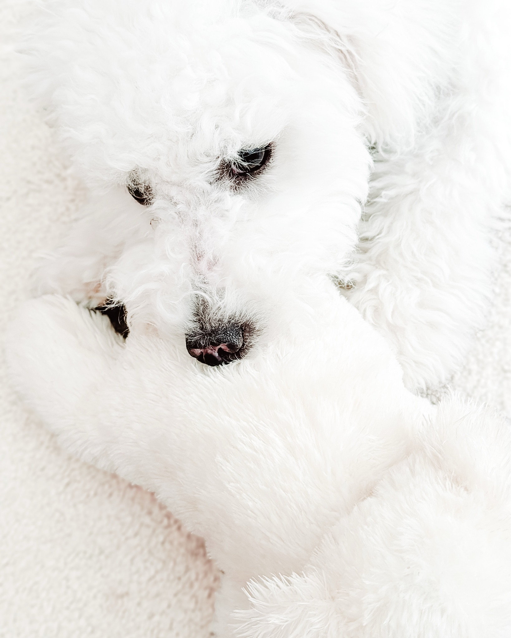 Shop my pet favorites!!!!

#LTKFindsUnder50 #LTKPets #LTKFamily