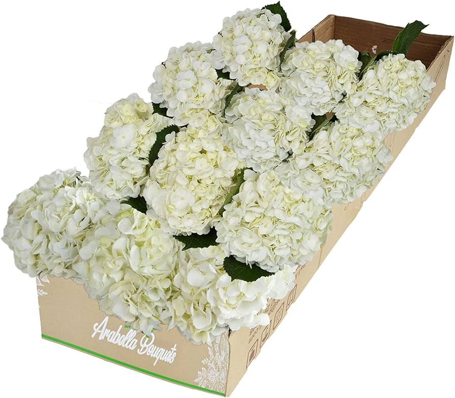 PICK YOUR OWN DELIVERY DATE |12 White Hydrangea Bulk Fresh Flowers | Arabella Bouquets | Arabella... | Amazon (US)