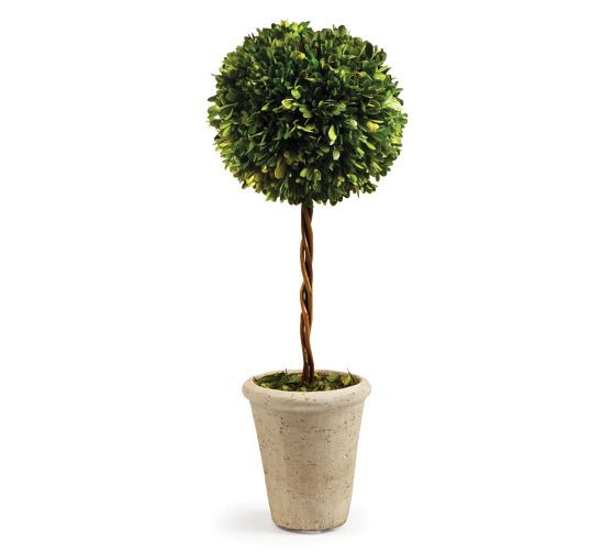 Preserved Boxwood Potted Plants | Pottery Barn (US)