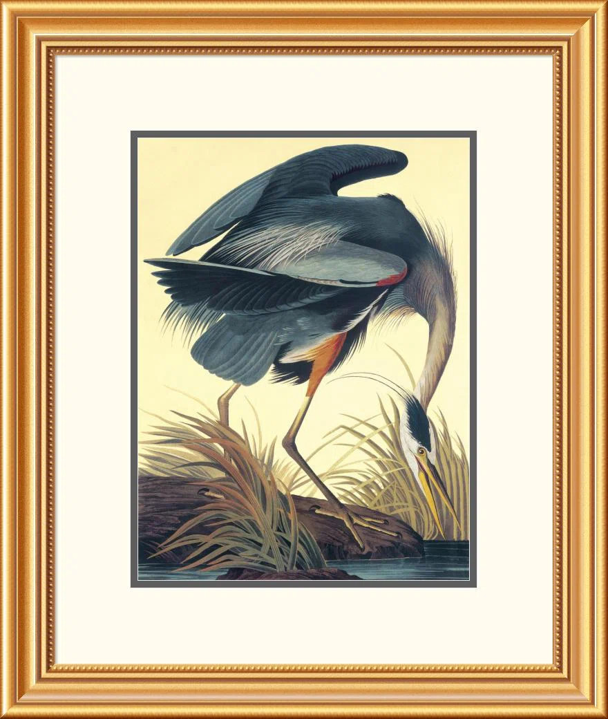 " Great Blue Heron " by James Audubon | Wayfair North America