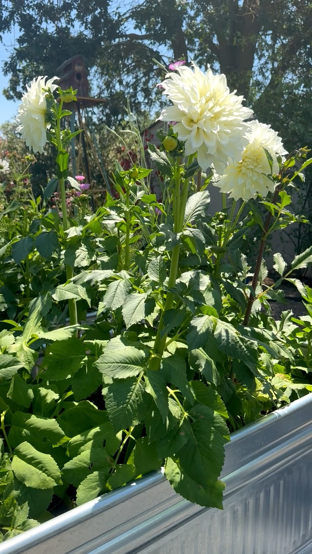 We converted stock tanks into metal raised garden beds and planted countless seeds and bulbs! These white dinner plate dahlias look amazing and will make great bouquets! They’ll also make great Father’s Day gifts ❤️

#LTKdayinmylife #LTKHome #LTKSeasonal