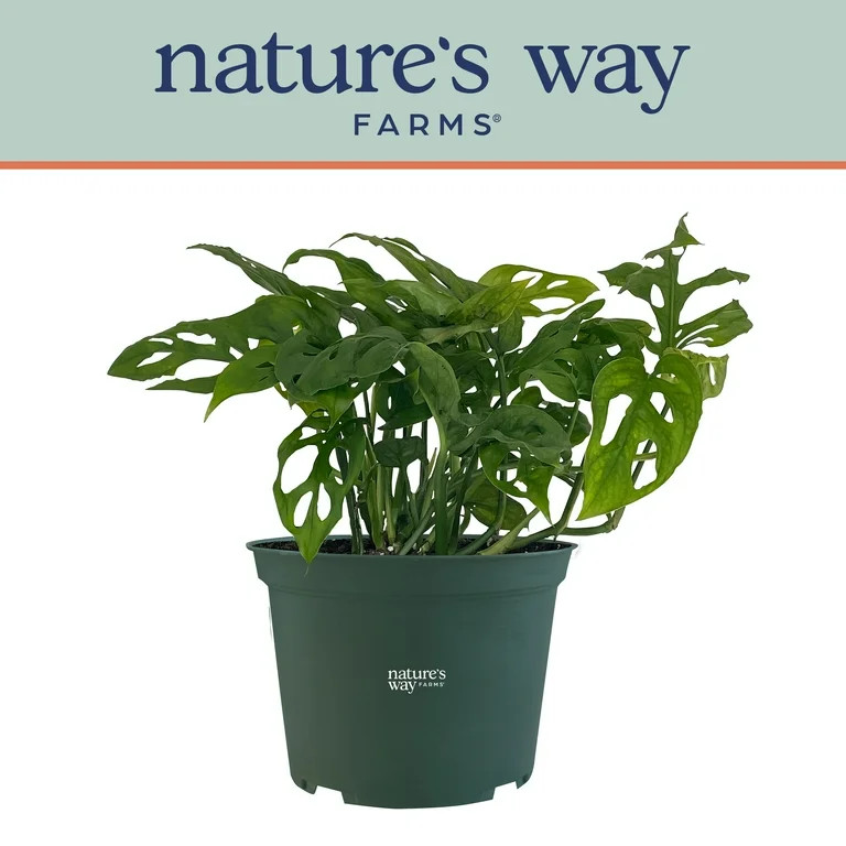 Nature's Way Farms Philodendron Swiss Cheese Live Plant (8-15 inches tall) in growers pot | Walmart (US)