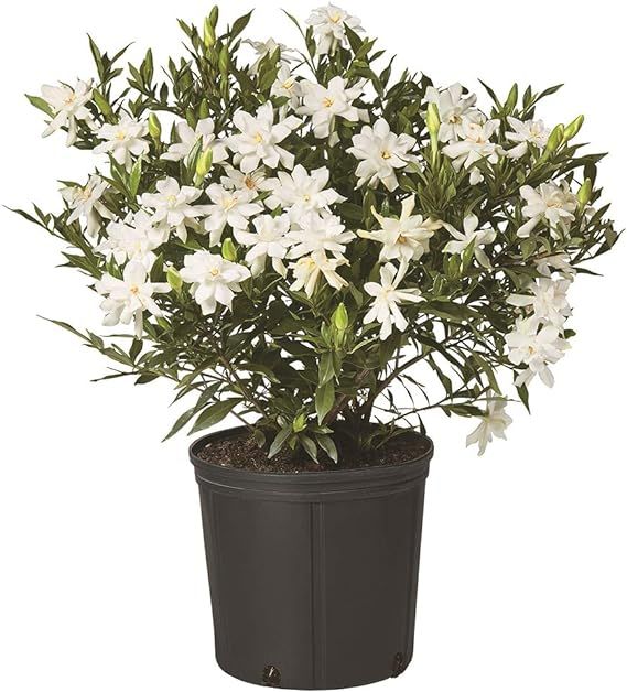 Shrub Frostproof Gardenia 2.25 Gal, White Blooms | Amazon (US)