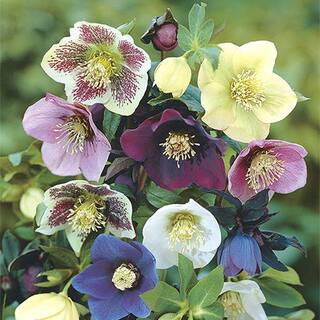Deluxe Lenten Rose Mixture Dormant Bare Root Perennial Plant Roots (5-Pack) | The Home Depot