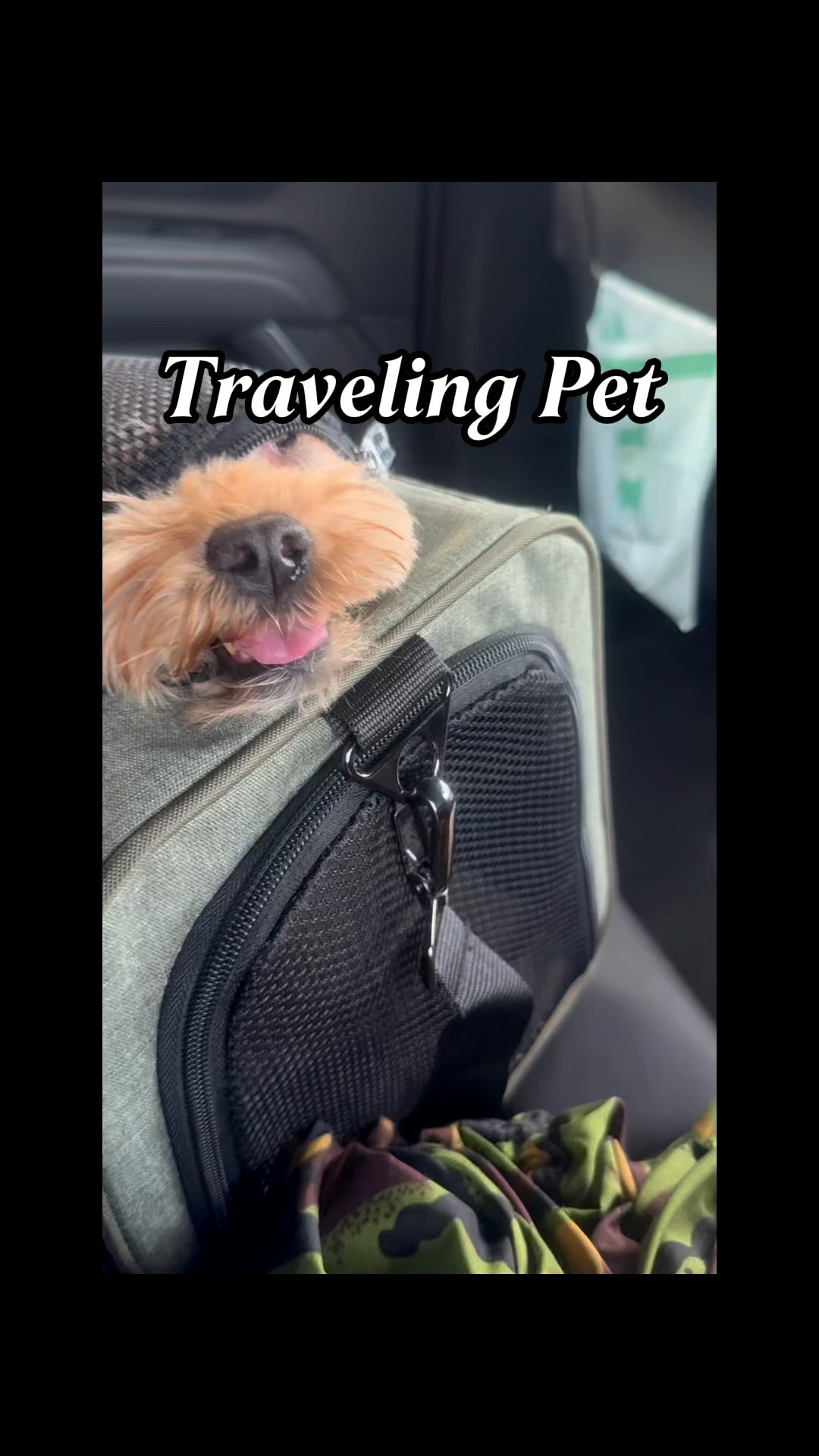 Bentley is flying in style and compliance with TSA in this pet carrier fyi, he weighs 11lbs  

#LTKTravel