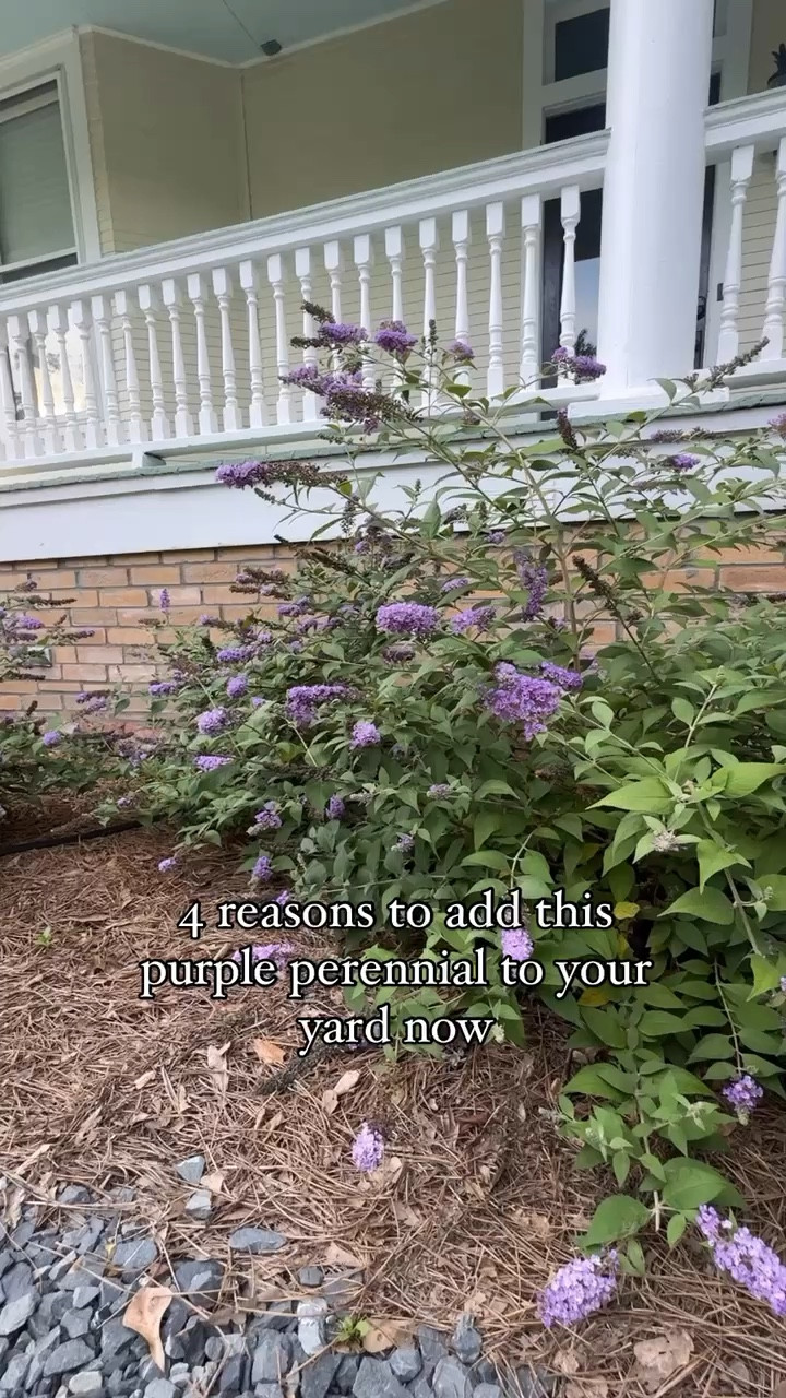 Purple perennials, butterfly bushes, gardening tips, gardening, summer gardening’s, garden tips and tricks 

#LTKFindsUnder100 #LTKHome #LTKSeasonal