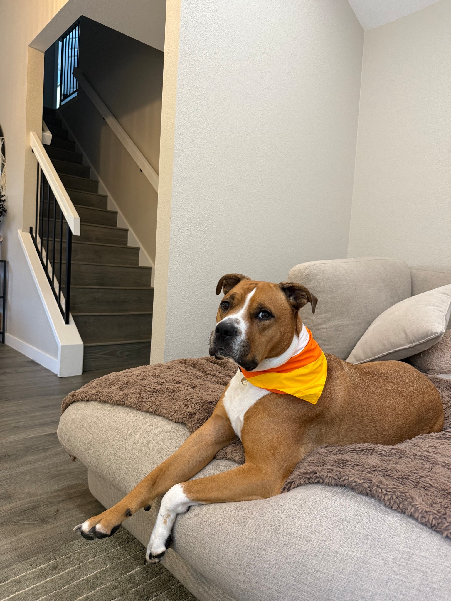 grab your last minute Halloween bandanas for your pups this week! 

#LTKHalloween #LTKSeasonal #LTKPets