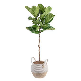 Costa Farms Fiddle Leaf Fig Ficus Lyrata Standard House Plant in 10-in Pot | Lowe's