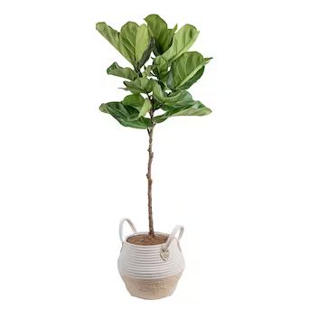 Costa Farms Fiddle Leaf Fig House Plant in 10-in Planter | Lowe's